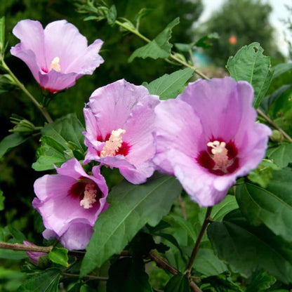 Rose of Sharon plant