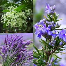 Rosemary Plant with Lavender Flowers Growing in Garden