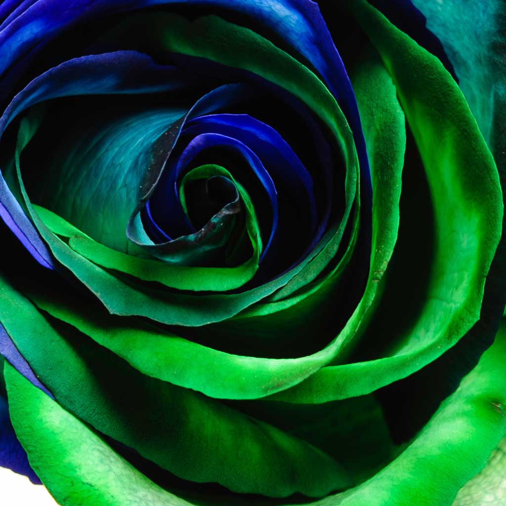 Blue Green flower seeds