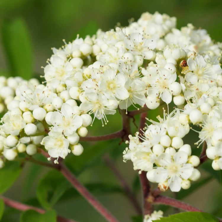 Rowan Tree plant