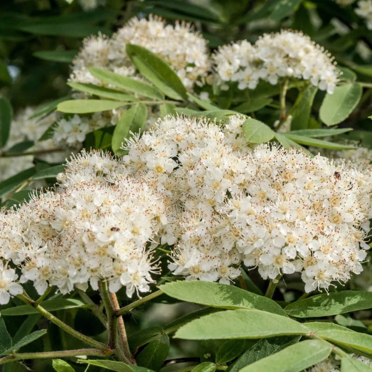 Rowan Tree plant
