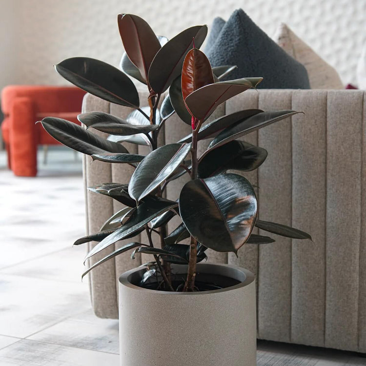 Rubber Plant