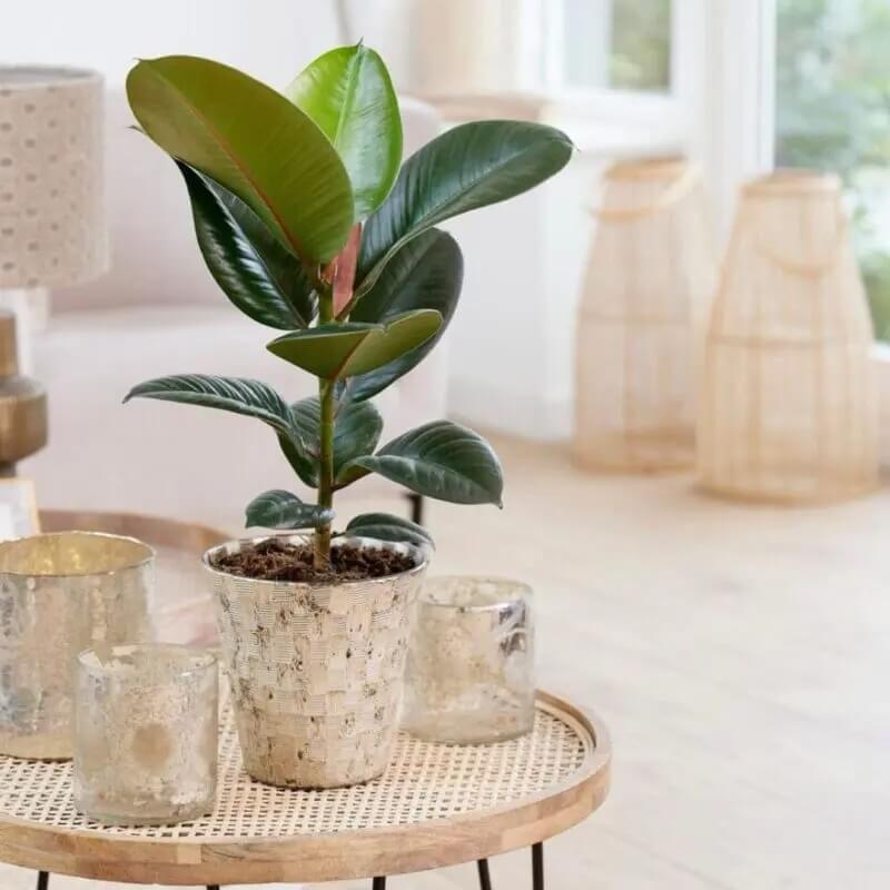 Rubber Plant
