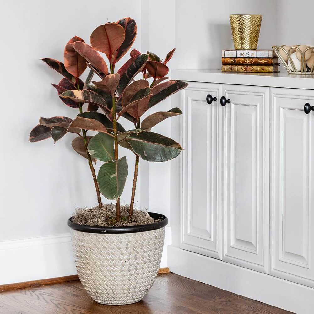 Rubber Plant
