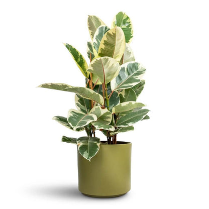 Rubber Plant