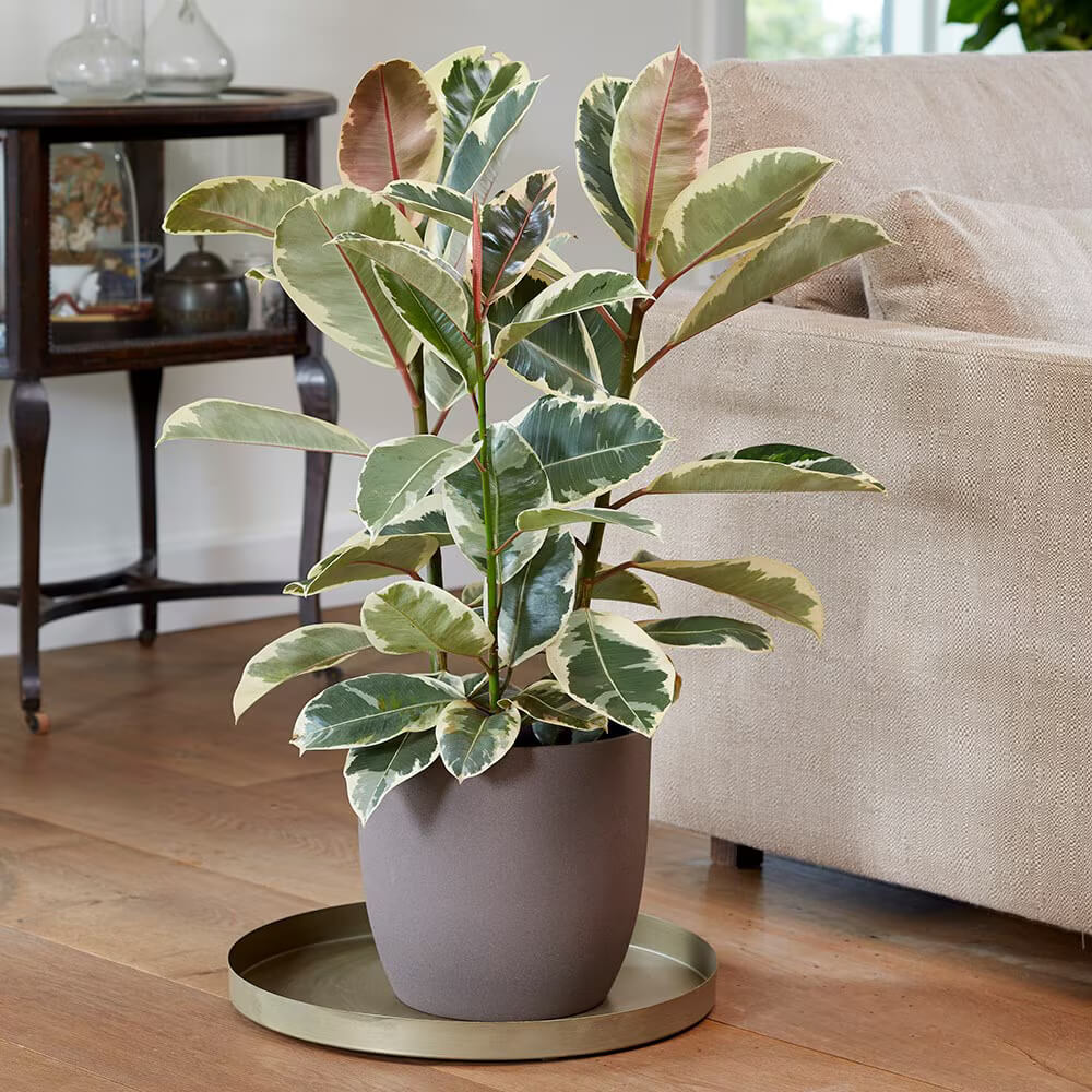 Rubber Plant