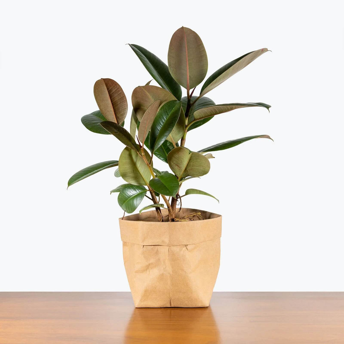 Rubber Plant