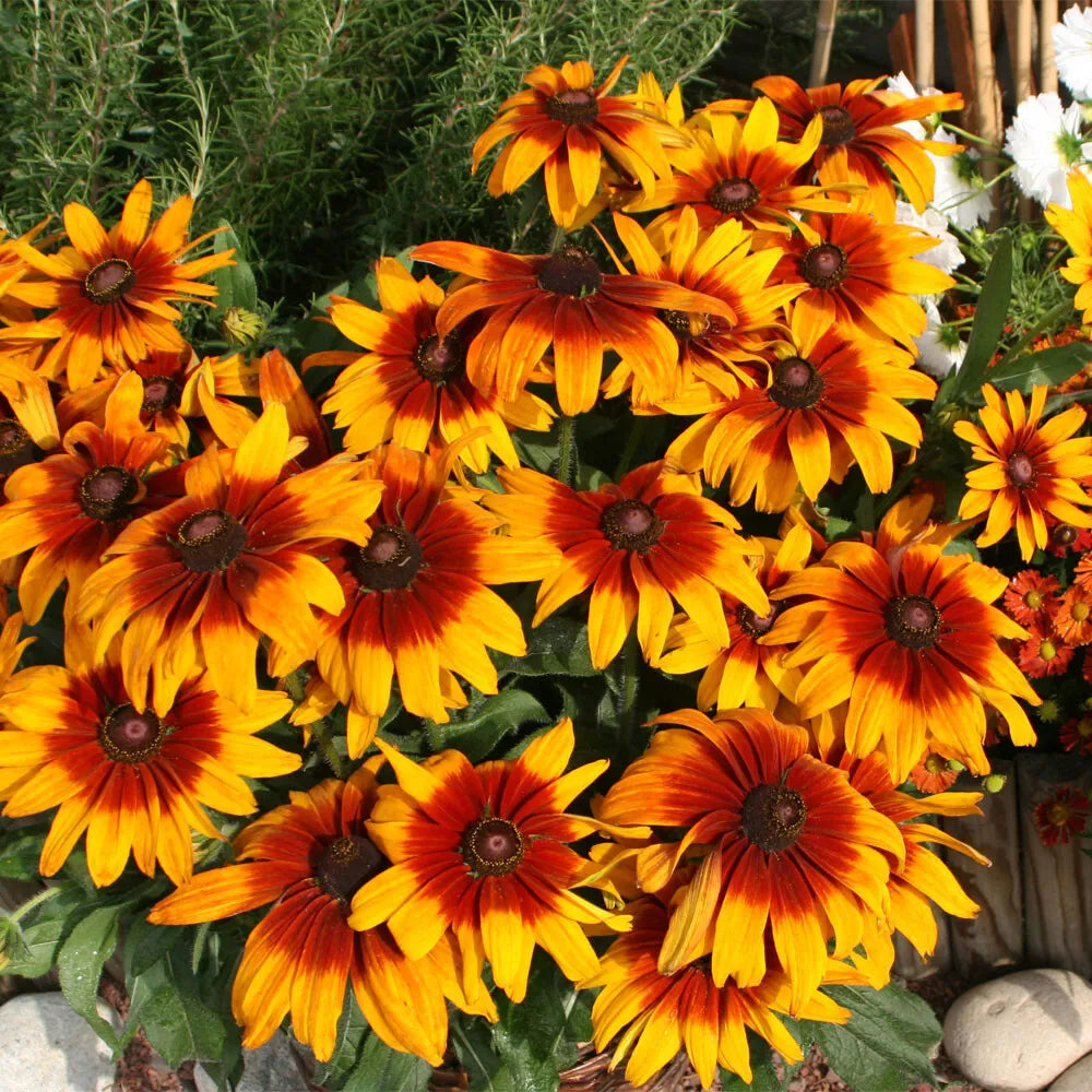 Orange Cappuccino flower seeds