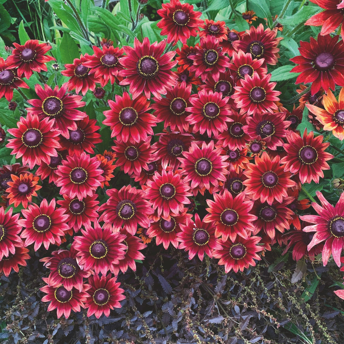 Red Rudbeckia flower seeds