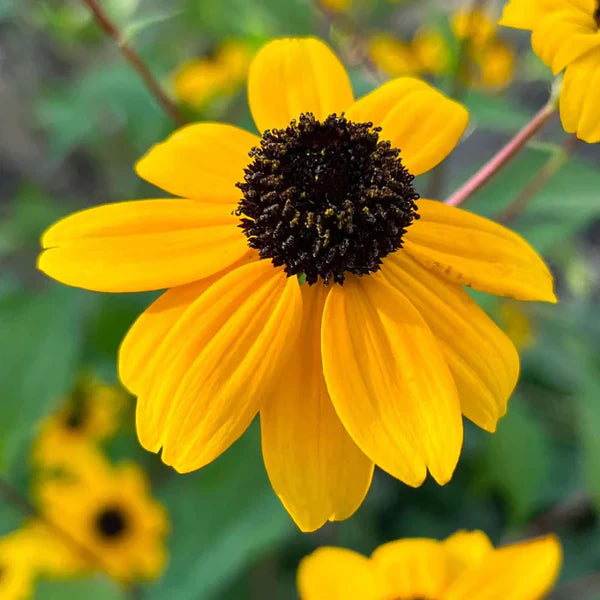 Yellow Rudbeckia flower seeds