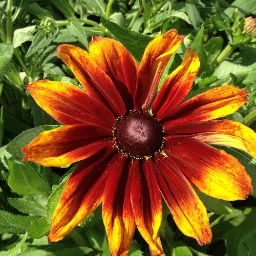 Autumn Rudbeckia plant