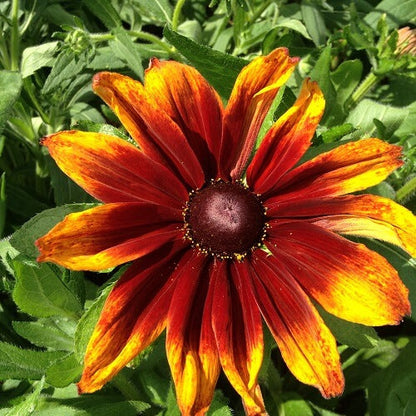 Autumn Rudbeckia plant