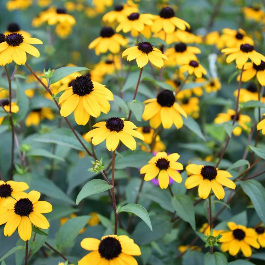 Rudbeckia plant