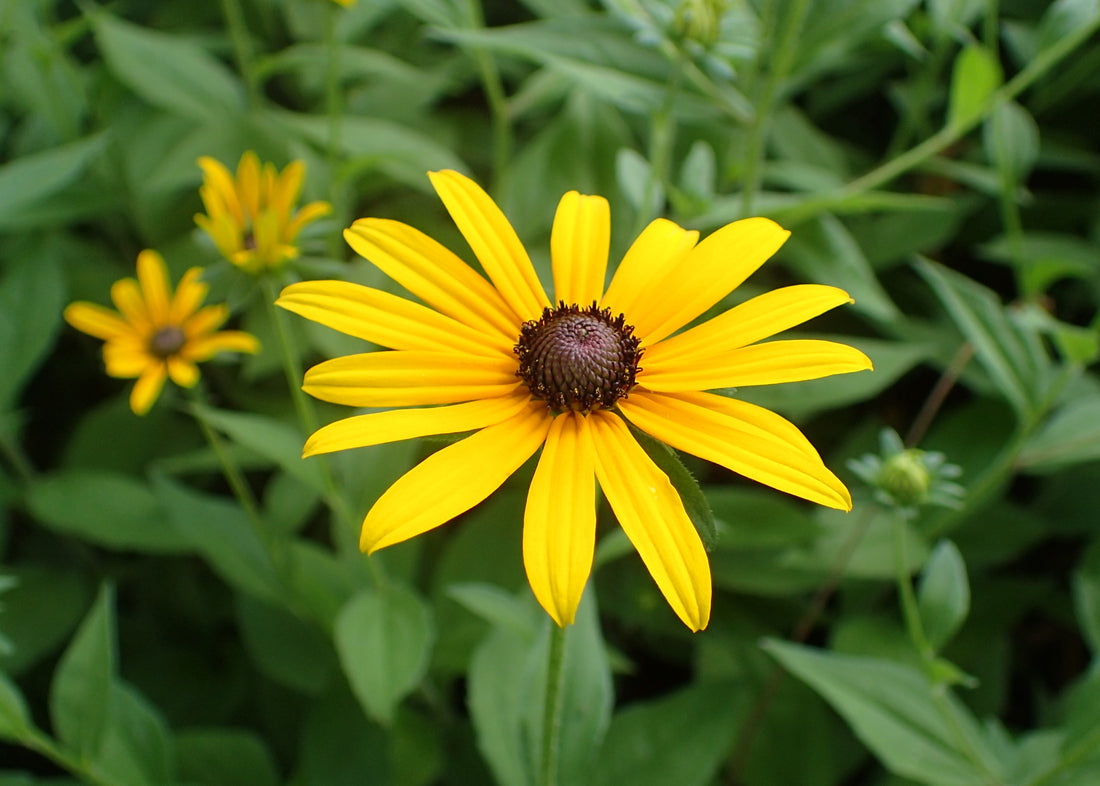 Susan flower seeds