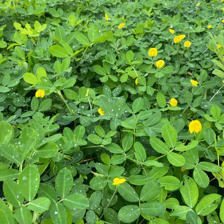 Runner Peanut plant