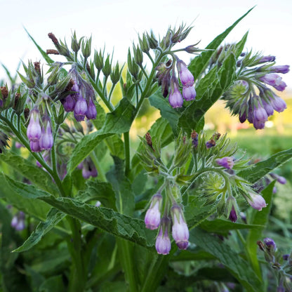 Russian Comfrey plant