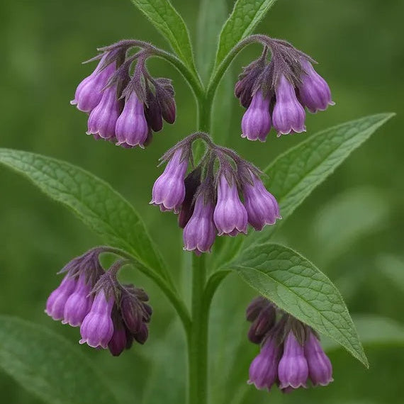 Russian Comfrey plant