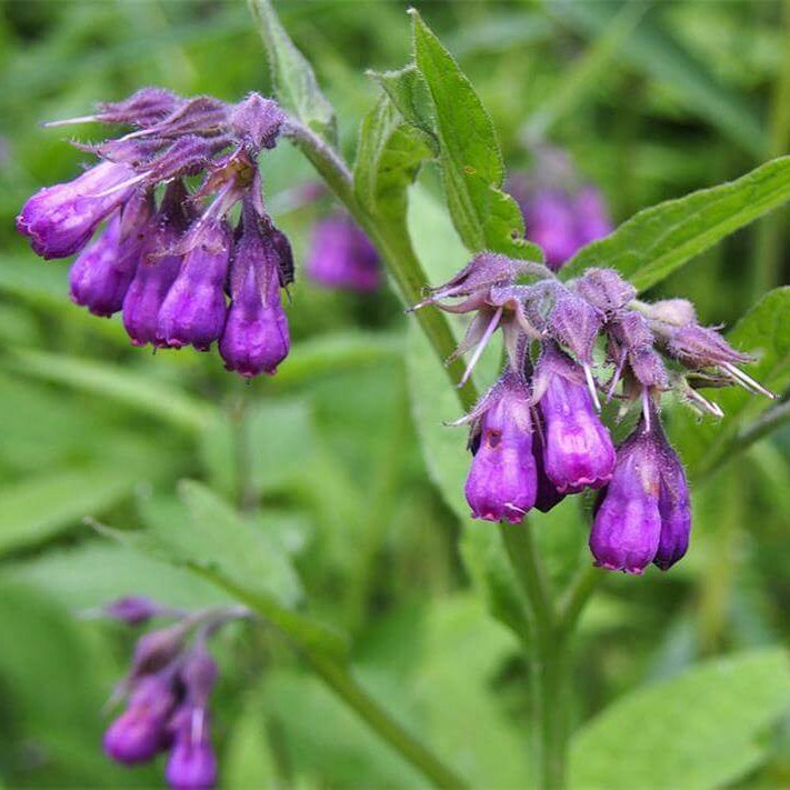 Russian Comfrey plant