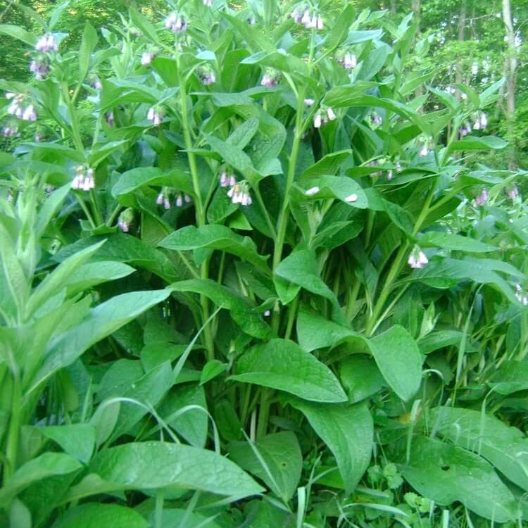Russian Comfrey plant