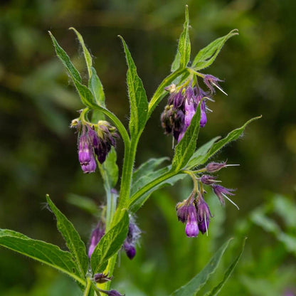 Russian Comfrey plant