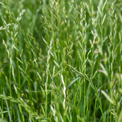 Ryegrass seeds for planting and green ryegrass grass
