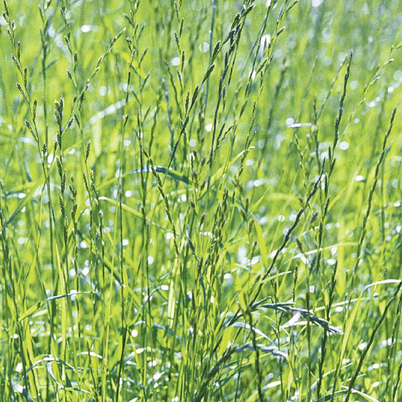 Ryegrass seeds for planting and green ryegrass grass