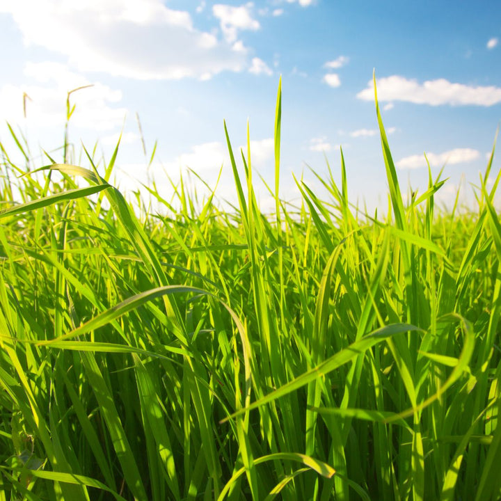 Ryegrass seeds for planting and green ryegrass grass