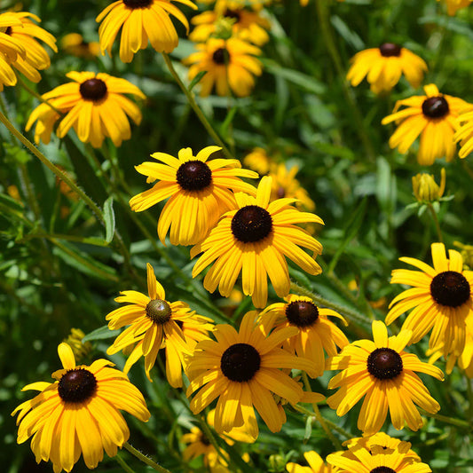 Susan Native flower seeds