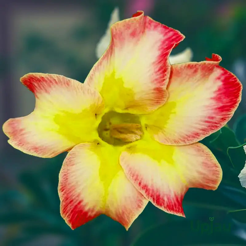 Pink Yellow flower seeds