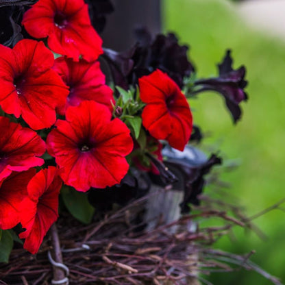 Red Color Petunia plant