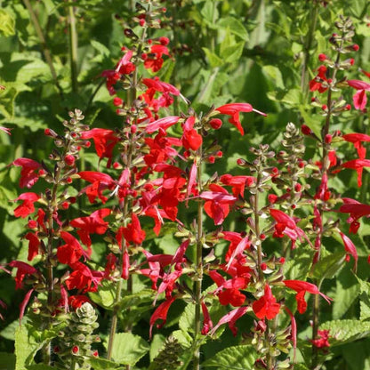 Coccinea Salvia plant