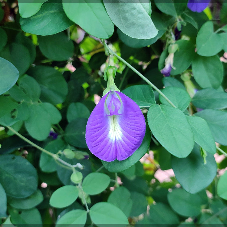 Blue Butterfly Pea plant