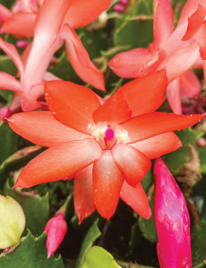 Dark Orange Zygocactus Flower Seeds for Planting – Heirloom Non-GMO Garden Seeds