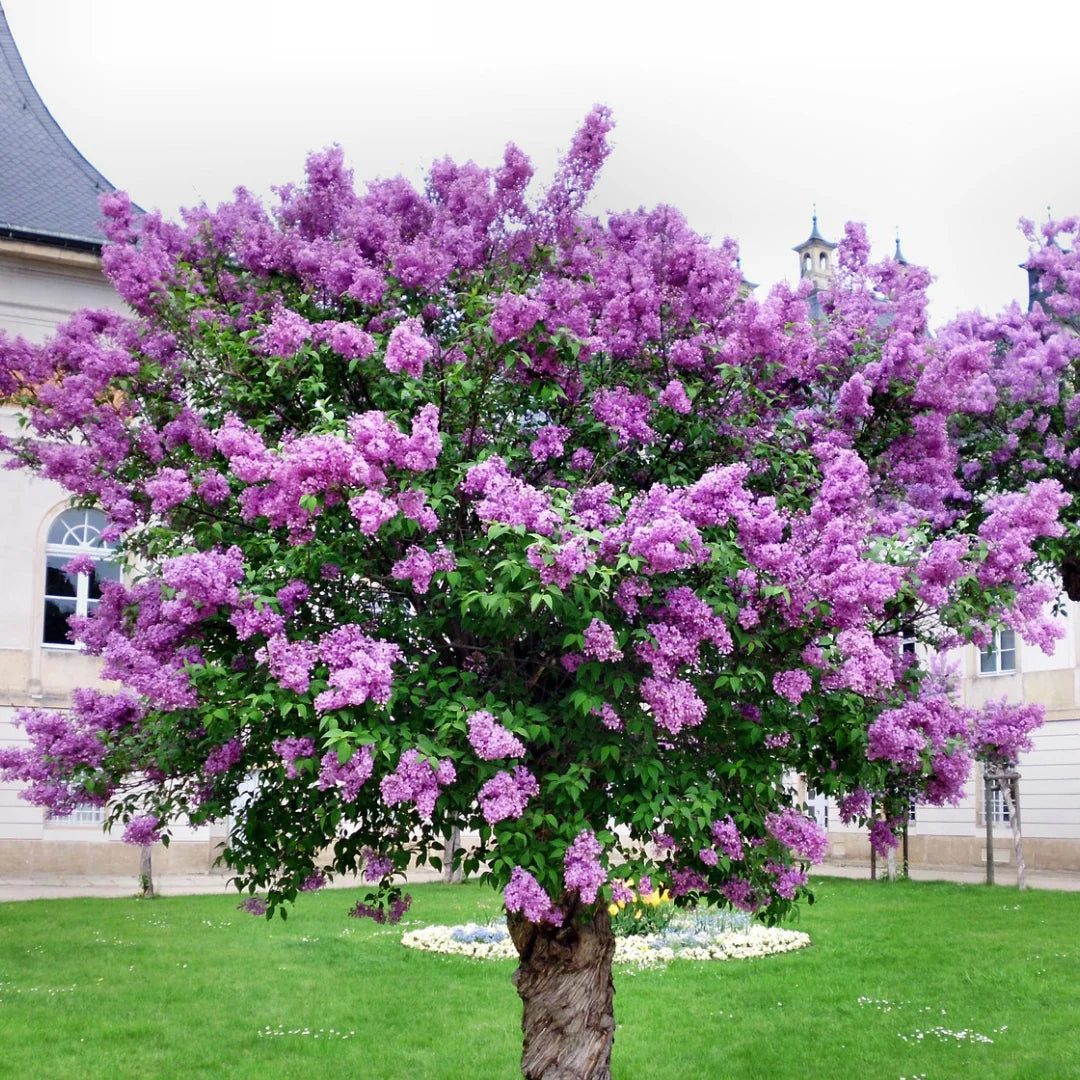 Syringa Villivosa flower seeds