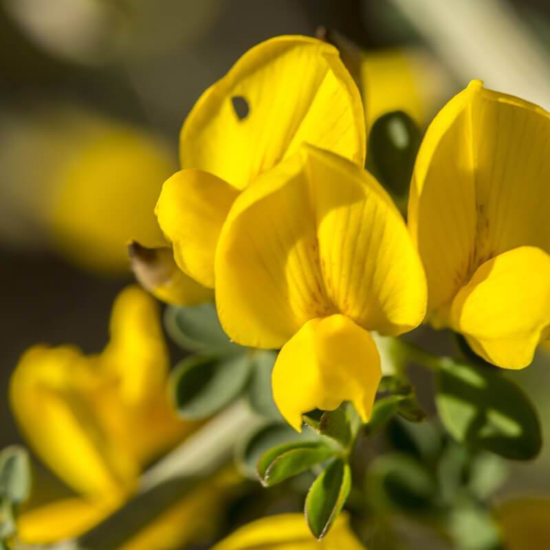 Yellow Spartium flower seeds