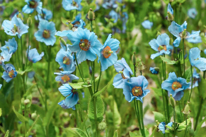 Blue Himalayan flower seeds