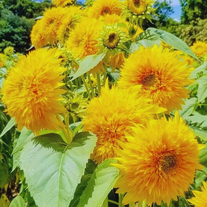 Yellow Teddy flower seeds
