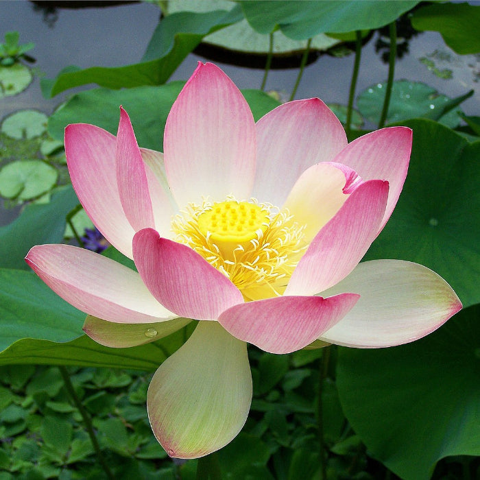 Nelumbo Nucifera Lotus plant