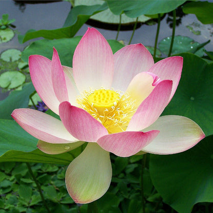 Nelumbo Nucifera Lotus plant