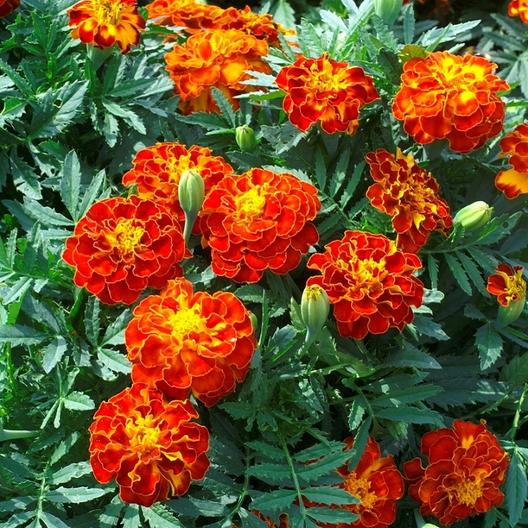 Safari Red Marigold plant