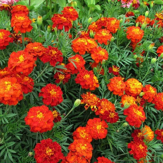 Safari Red Marigold plant