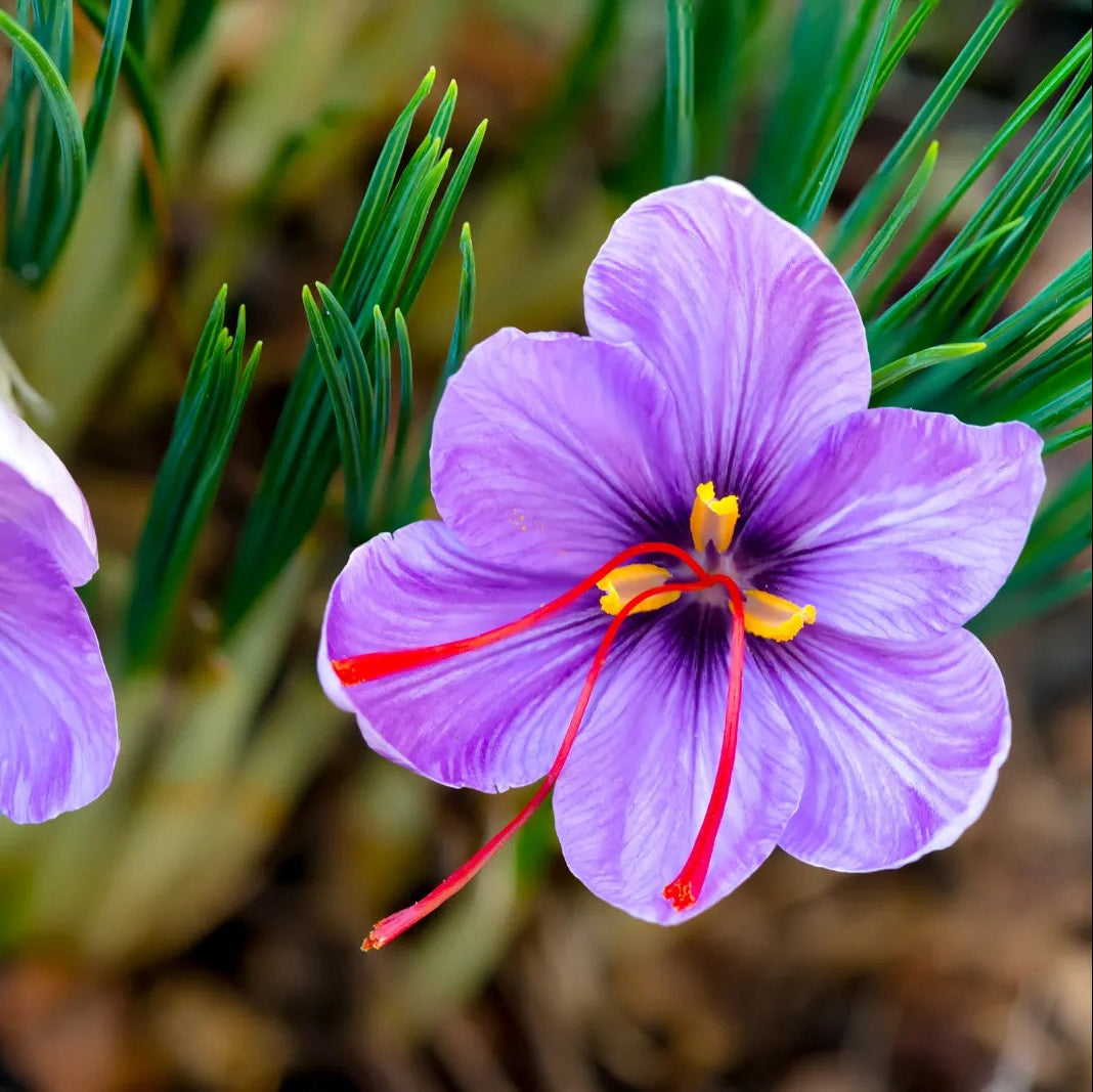 Crocus Sativus Saffron plant