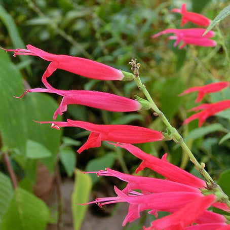 Pineapple Sage plant