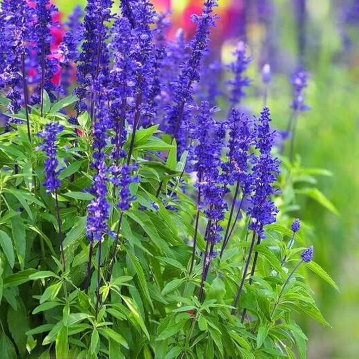 Violet Sage flower seeds
