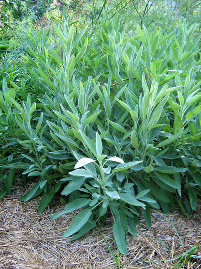 Euphorbia lathyris Flower Seeds for Planting – Heirloom Non-GMO Garden Seeds