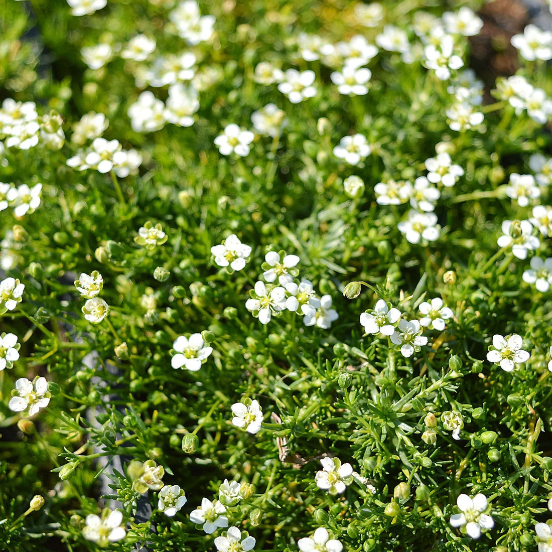 Irish Moss flower seeds