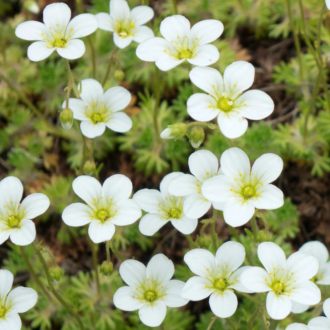 Sagina Subulata flower seeds