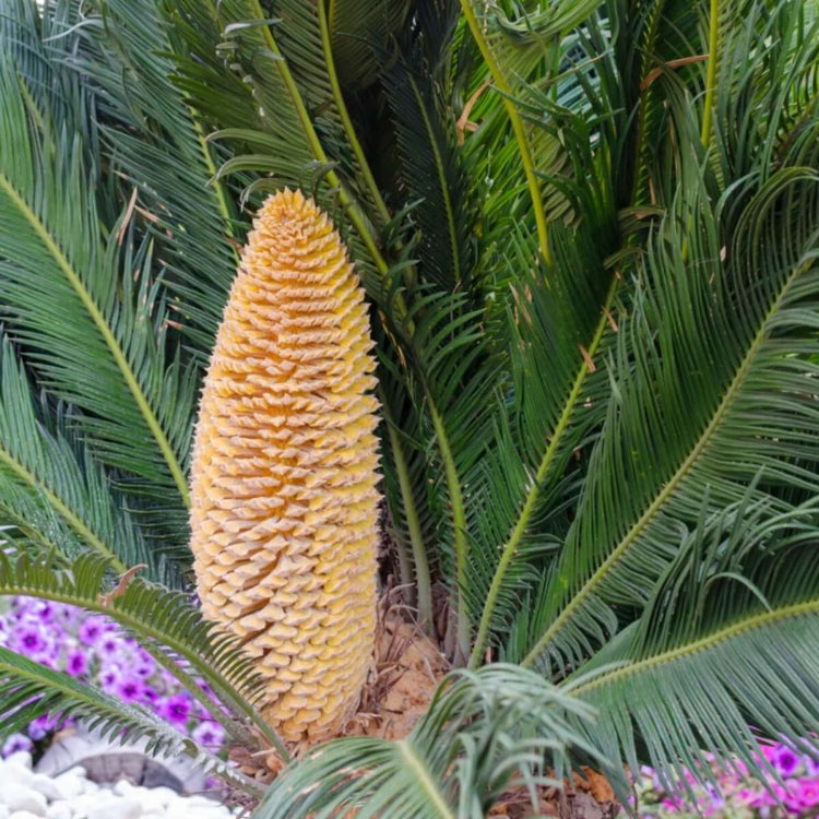 Palm Seeds(Cycas revoluta) plant