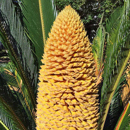 Palm Seeds(Cycas revoluta) plant