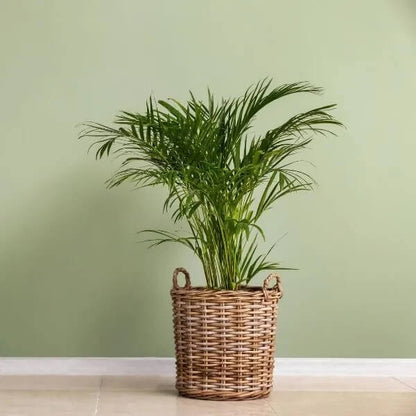 Sago Palm plant